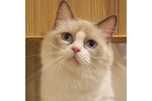 ゆずこちゃん1枚目